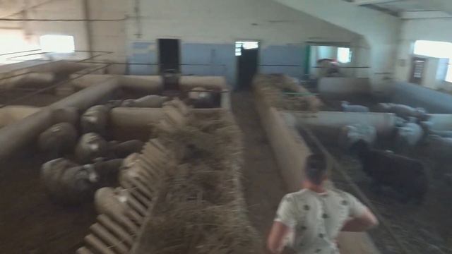 Все овцы проданы. Поилки для больших свиней. смотреть онлайн