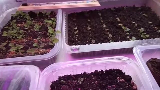 Как выглядит рассада цветов,сельдерея смотреть онлайн