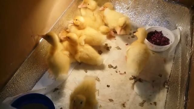 Пекинские утята. смотреть онлайн