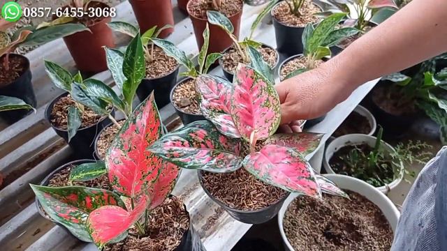 HARGA AGLONEMA TURUN LAGI смотреть онлайн