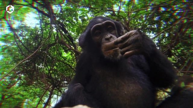 Isto É o Que Acontece Quando Seu Animal Olha no Espelho смотреть онлайн