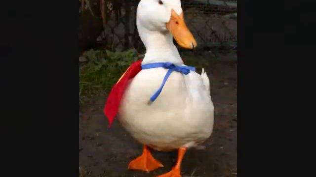 R. I . P . Mr. Flapper   ~~~~~   April 29 2004  -   March 25th 2011