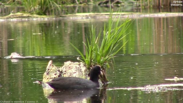 Трудолюбивые ондатры на реке Нежеголь (2 семьи) || hardworking muskrats смотреть онлайн