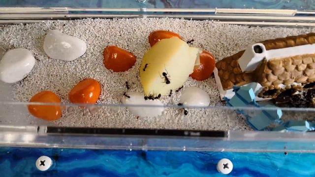 AntReality 1.9 - Реакция на непривычную еду! 😄 смотреть онлайн