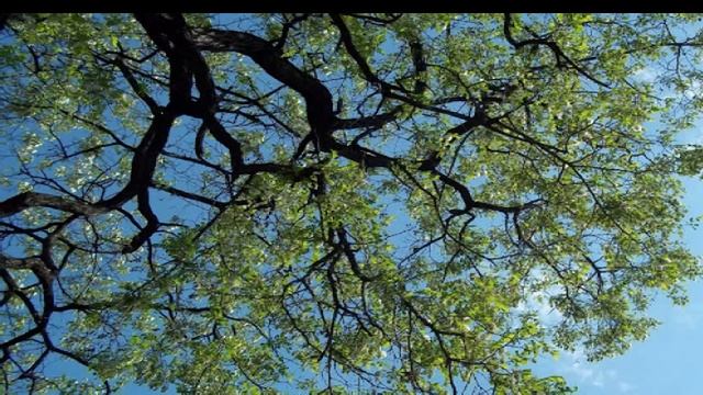 Белой Акации Гроздья Душистые Fragrant bunches of white Acacia смотреть онлайн