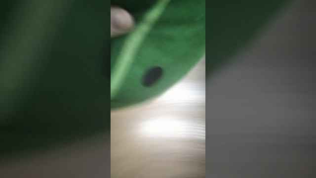 БЗОК 15:ОпЯтЬ РеДжОиН смотреть онлайн