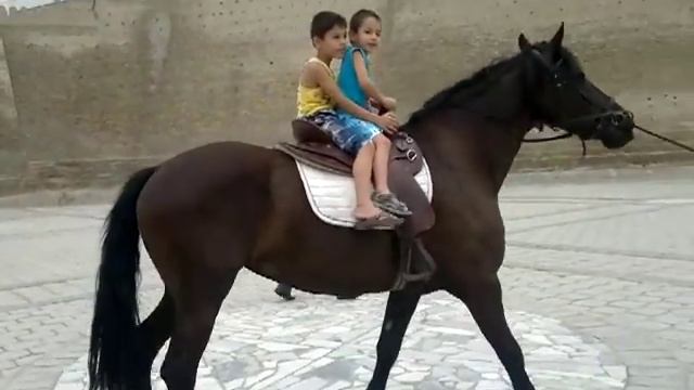 Бухара, Арк, детки на лошадке смотреть онлайн