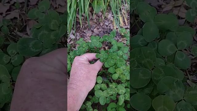 Four Leaf Clover Tutorial. смотреть онлайн