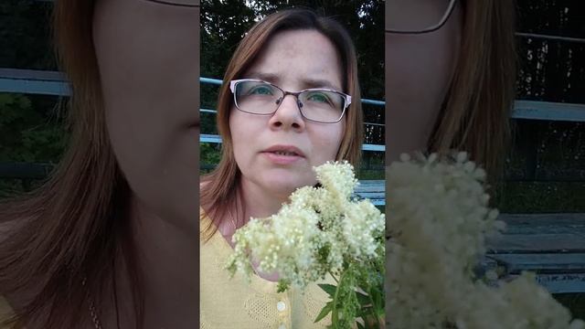 Таволга (лабазник) - польза растения. смотреть онлайн