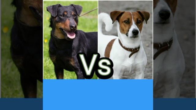 Немецкий ягдтерьер против джек-рассела: кто победит?