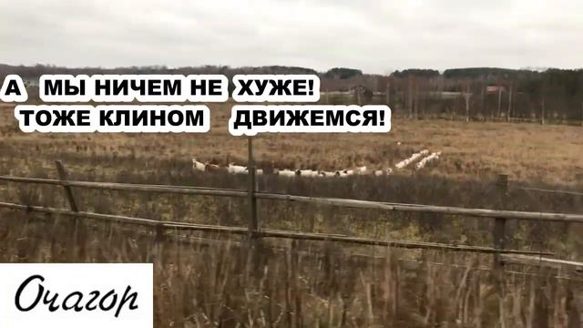 КОЗЛИНЫЙ КЛИН. ЧЕМ МЫ ХУЖЕ ЖУРАВЛЕЙ? ТОЖЕ МОЖЕМ КЛИНОМ. смотреть онлайн