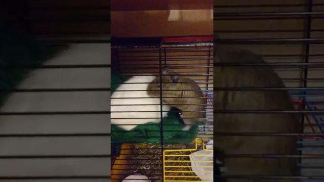 Дегу и крыса играют смотреть онлайн