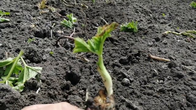 Борьба с борщевиком продолжается. смотреть онлайн