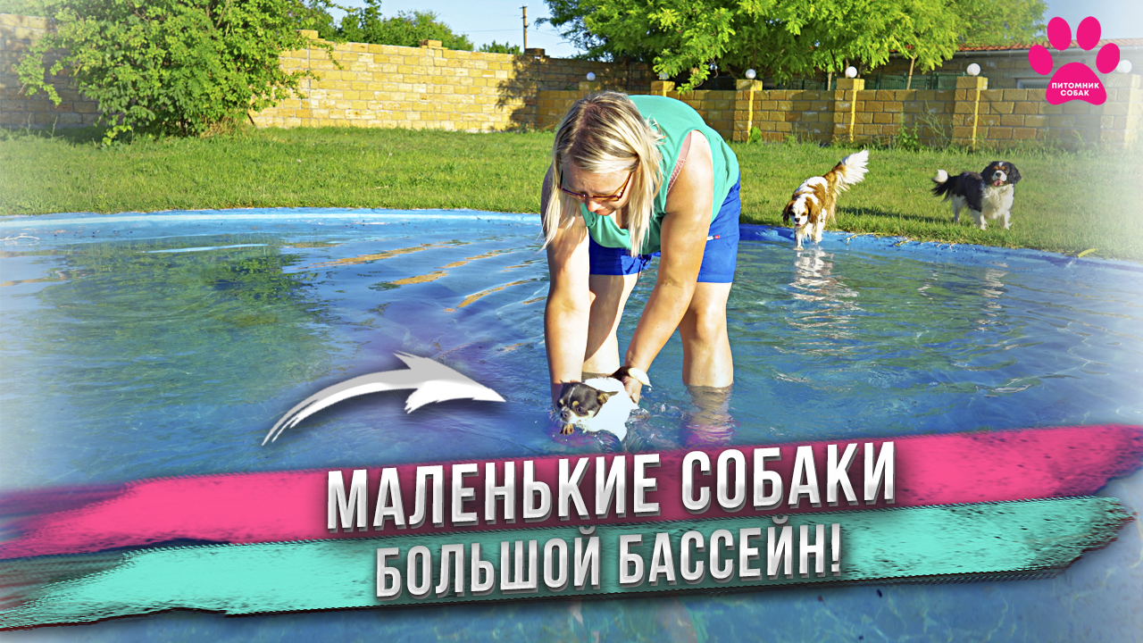 Реакция маленьких собак на бассейн! А умеют ли они плавать? Чихуахуа и Кавалер Кинг Чарльз Спаниели смотреть онлайн