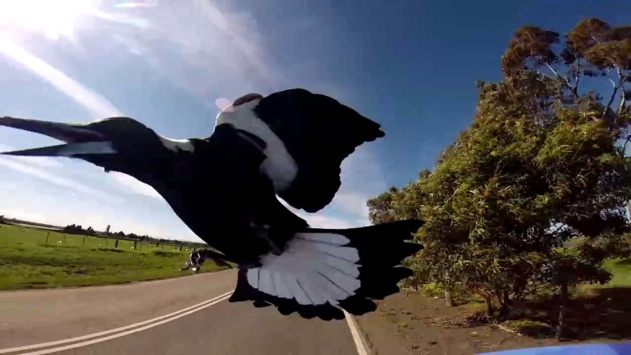 Сорока-воровка смотреть онлайн