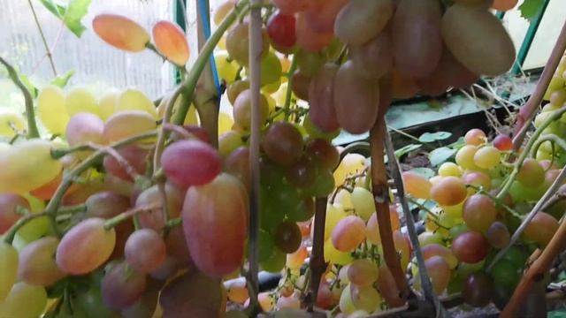 Виноград в Ленинградской области на 21 августа 2021. смотреть онлайн