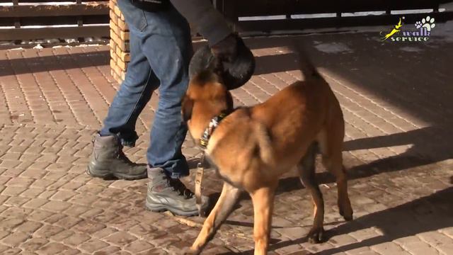 Дрессировка собак, команда Дай #3, Использование команд сидеть и рядом смотреть онлайн