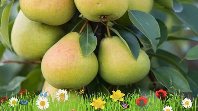 Груша плодовая Чижовская ? Обзор: посадка и уход. саженцы, крупномеры груши: описание и особенности смотреть онлайн