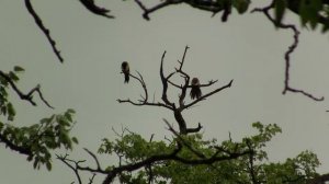 Burchell's Coucal. Африканская шпорцевая кукушка (1678sp)
