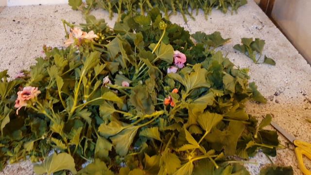 Черенки сортовых пеларгоний на заказ для Евгении