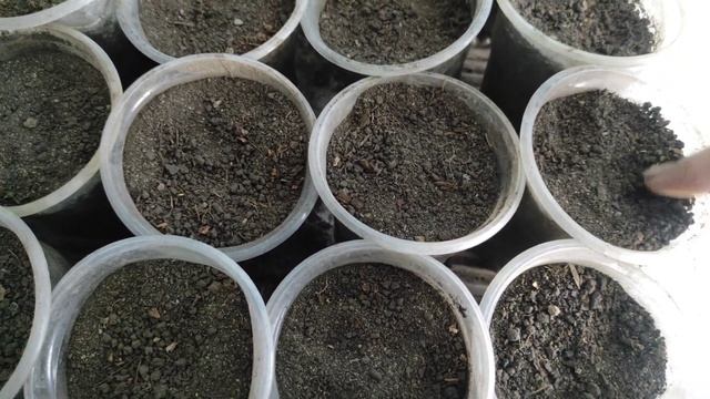 Посев арбузов, дынь. Сад и огород для "ленивых" смотреть онлайн