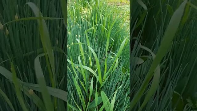 лук шнитт или резанец заготовка на зиму смотреть онлайн
