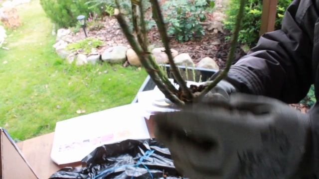 Розы из питомника Розы вдохновения. 16 сортов смотреть онлайн