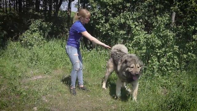 Мэнни - трогательный мальчик ищет семью смотреть онлайн
