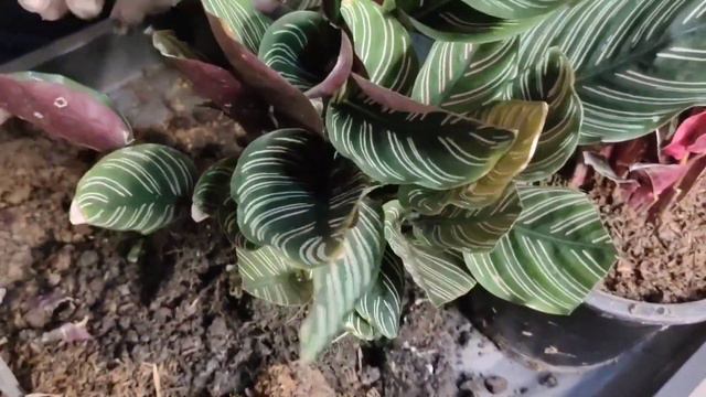 CALATHEA || THE PRAYING PLANT смотреть онлайн