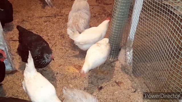 ✔Куры Несутся Отлично, а Вот Петухи Подводят...//Сознаюсь Ошиблась..! смотреть онлайн