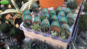 ПОЧЕМУ ОПАДАЮТ ЛИСТЬЯ ХОББИТ_КРАССУЛЫ ? #суккуленты #крассула_хоббит Садовый Мир #oldenburgru#185