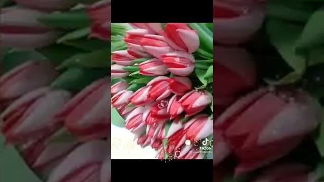 Дарите женщинам цветы ? видео-открытка смотреть онлайн