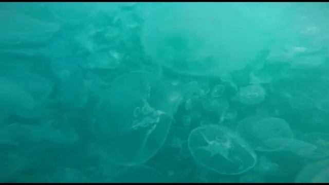 Нашествие медуз, Крым, Черное море. Красиво или страшно? :) смотреть онлайн