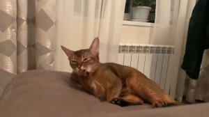Абиссинская кошка грызёт когти