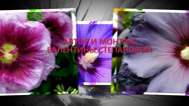 Гибискус садовый.mp4 смотреть онлайн