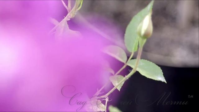 Роза Intrigue. Обзор сорта. Питомник роз "Сад Вашей Мечты". смотреть онлайн