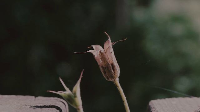 Canon 24-70mm f/4L Test Footage/ Testvideo [Full HD Video] смотреть онлайн
