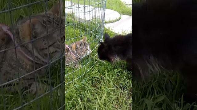 Первое знакомство кошки с деревенским котом
