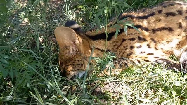 День рождения сервала Валюши. смотреть онлайн