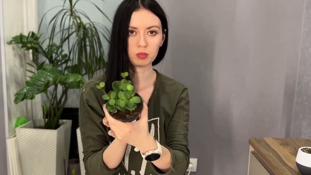 НОВЫЕ РАСТЕНИЯ, ЧТО НЕ ТАК С ЛЕЧУЗОЙ, ПЕРЕСАДКА КОМНАТНЫХ РАСТЕНИЙ смотреть онлайн