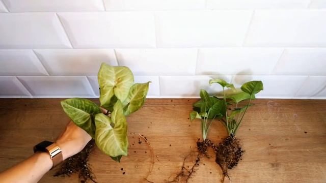 Syngonium Confetti Repotting | Lechuza