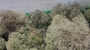 стабилизация мха (ягеля). работа над пано, подготовка.(3)