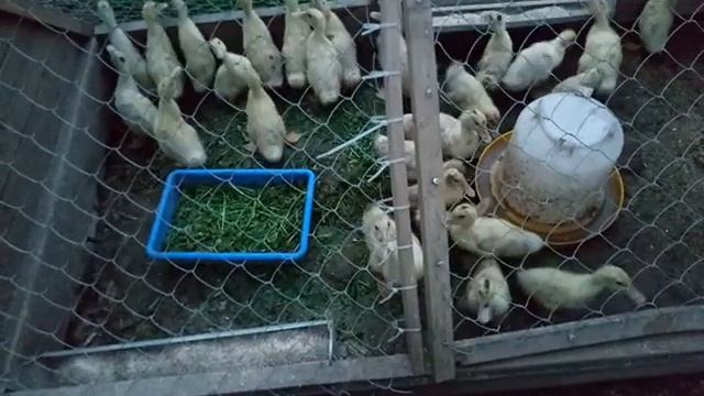 Чем и как мы кормим мулардов