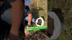 Корни пырея, как добывать?