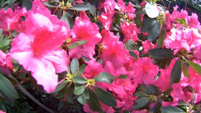 Azaleen und Kamelien Botanischer Garten Berlin Mai 2017 смотреть онлайн