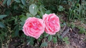 Роза флорибунда Кимоно