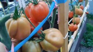 сортовой томат КУНЕО ГИГАНТСКАЯ ГРУША обзор