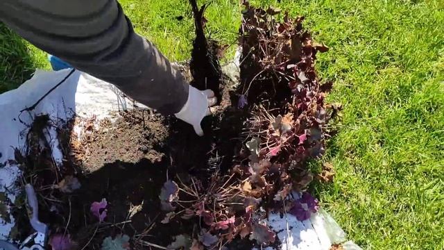 ГЕЙХЕРЫ. Деление, омоложения, пересадка. смотреть онлайн