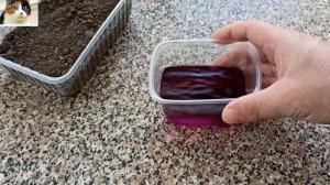 Обеззараживание семян Марганцовкой сколько и на какое время