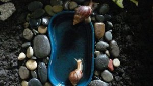 Как правильно содержать улиток? Всё об уходе за улиткой Ахатиной.